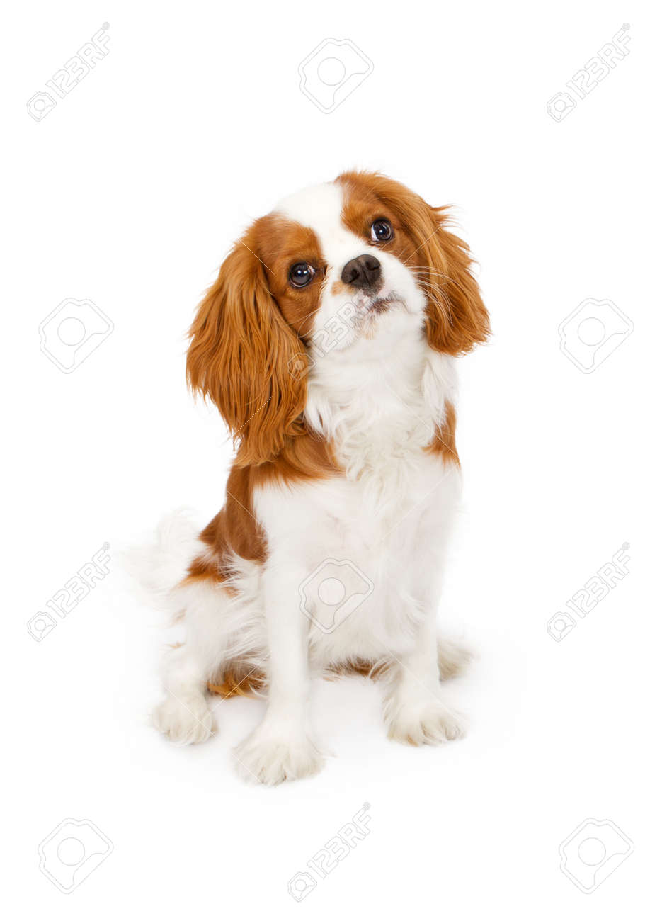 Cavalier King Charles Spaniel Dog Against A White Backdrop Stock Photo Picture And Royalty Free Image Image 2289