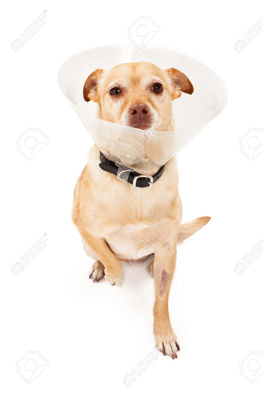 eye patch for chihuahua