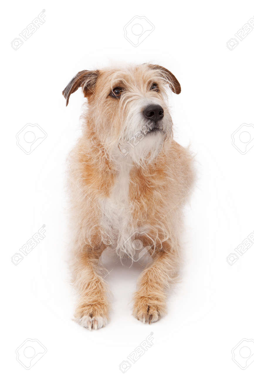 large wirehaired dog