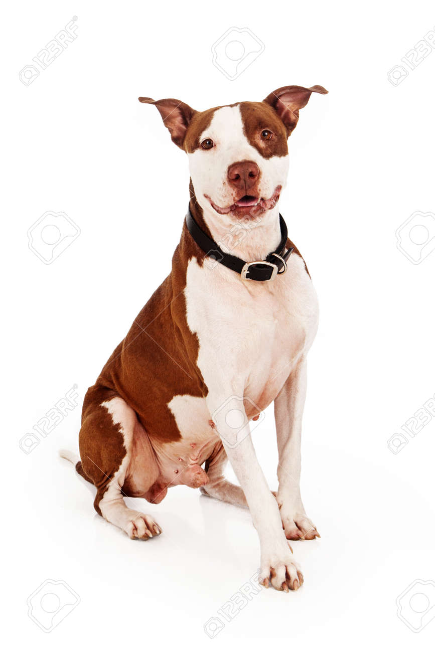 Brown And White Pit Bull Dog Sitting And Looking At The Camera With A Happy  Expression Stock Photo, Picture and Royalty Free Image. Image 22890177., image size:867x1300