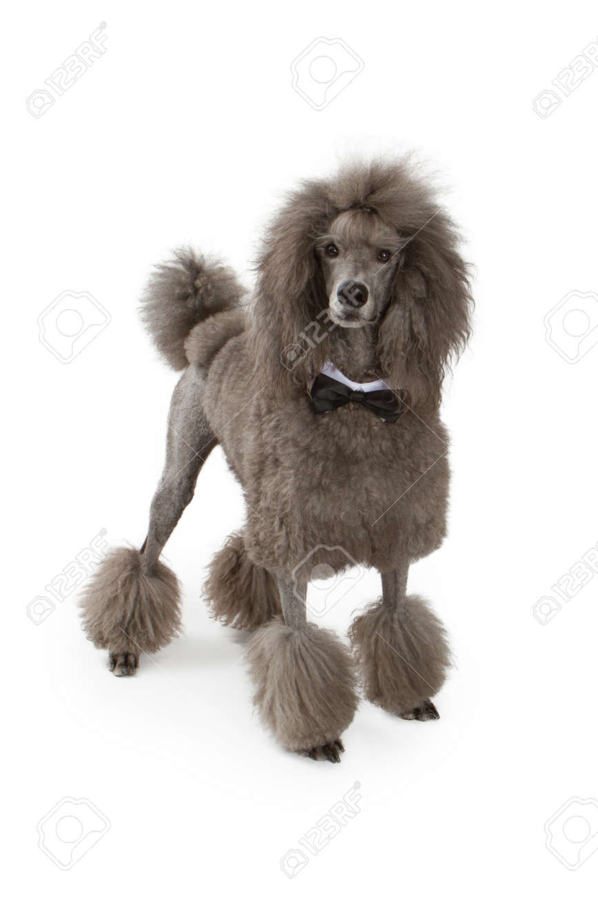 large standard poodle