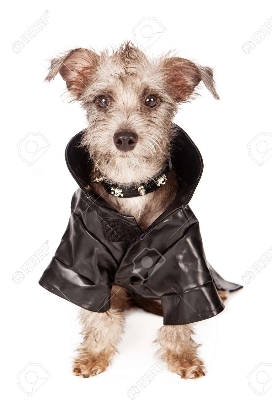 small black terrier mix