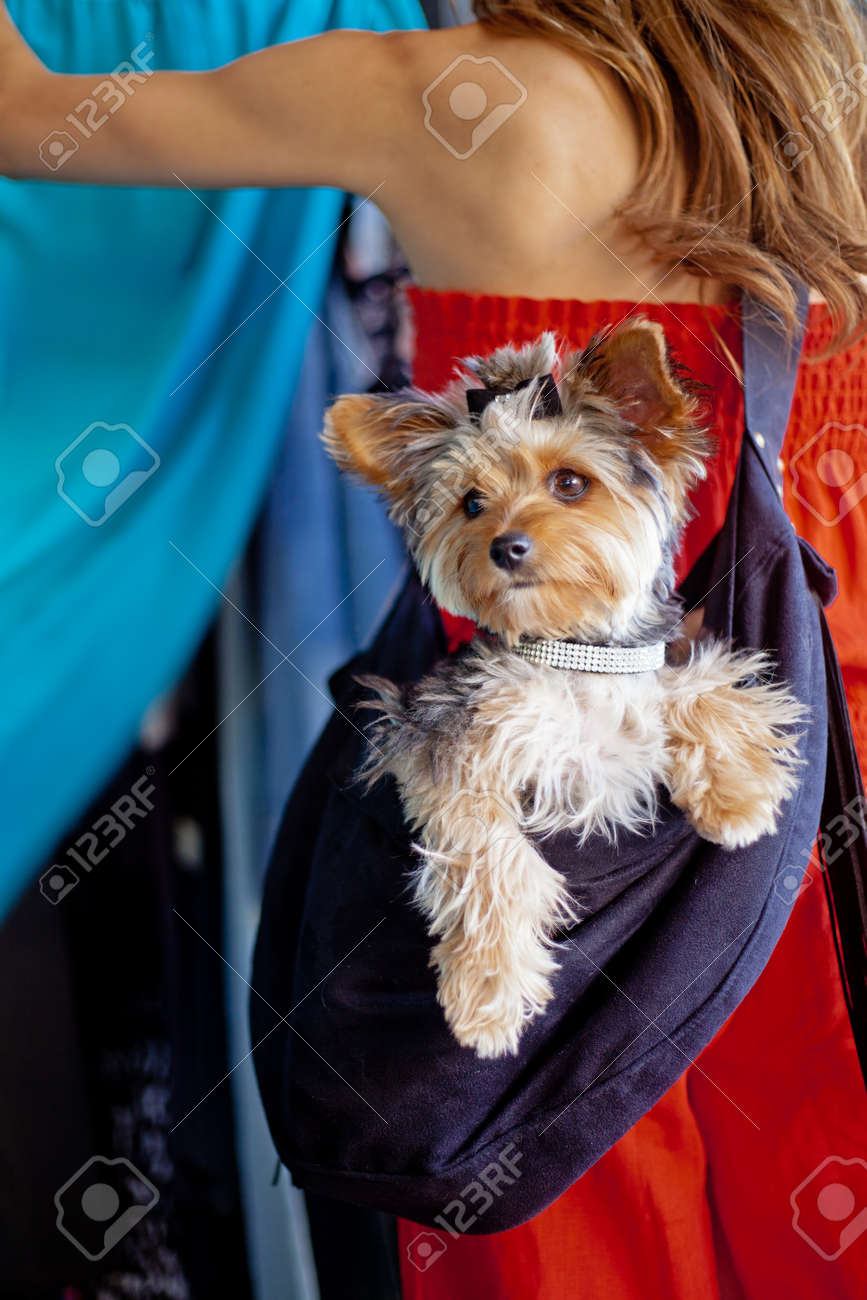 Un Yorkshire Terrier Mimado Que Llevaba Un Collar De Diamantes De Imitación De Diseño Y Moño Emplazamiento En Un Portador De La Honda De Ser Usado Por Una Mujer Que Está