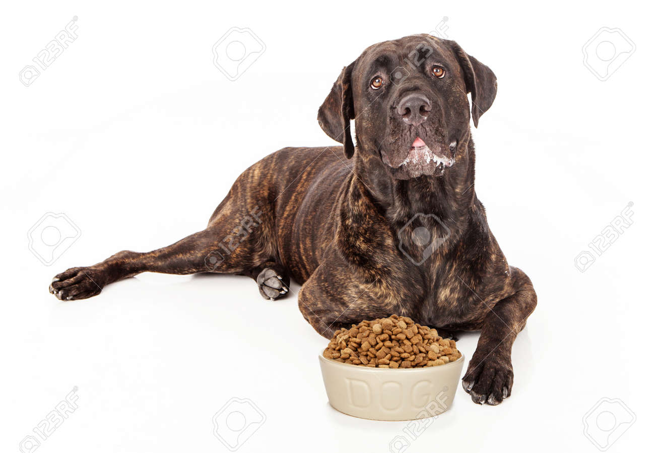 Cane Corso Dog With Slobber On His Mouth Laying In Front Of A