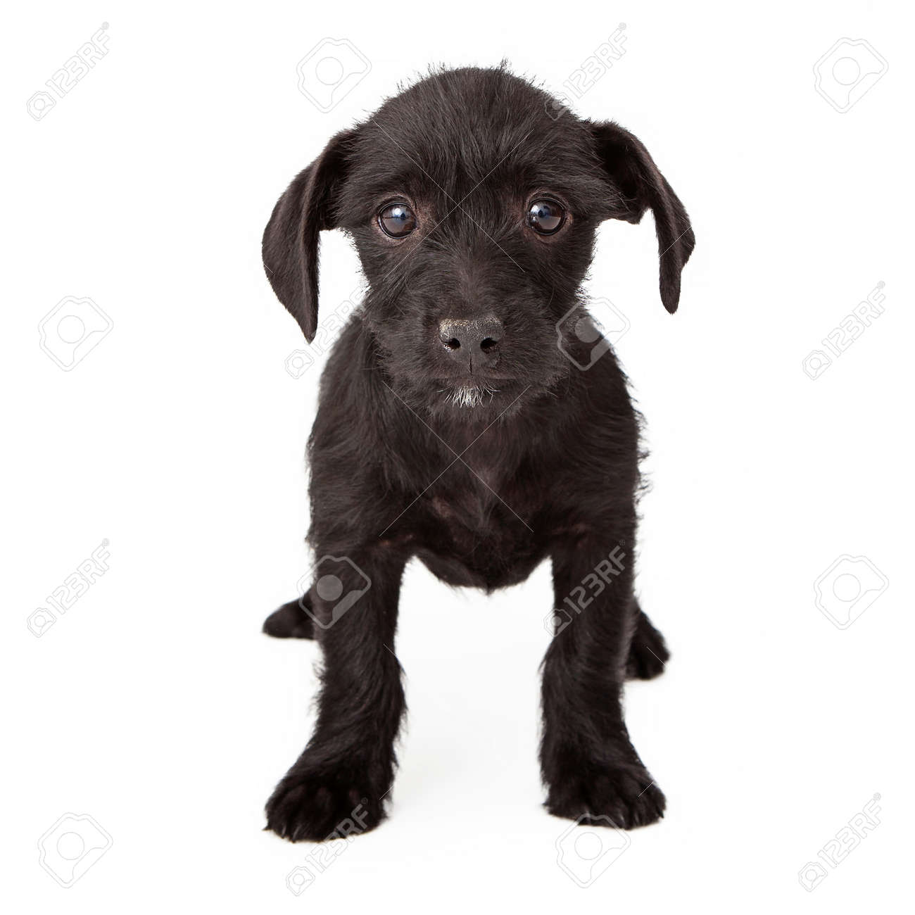 nutrisource small bites woodlands select