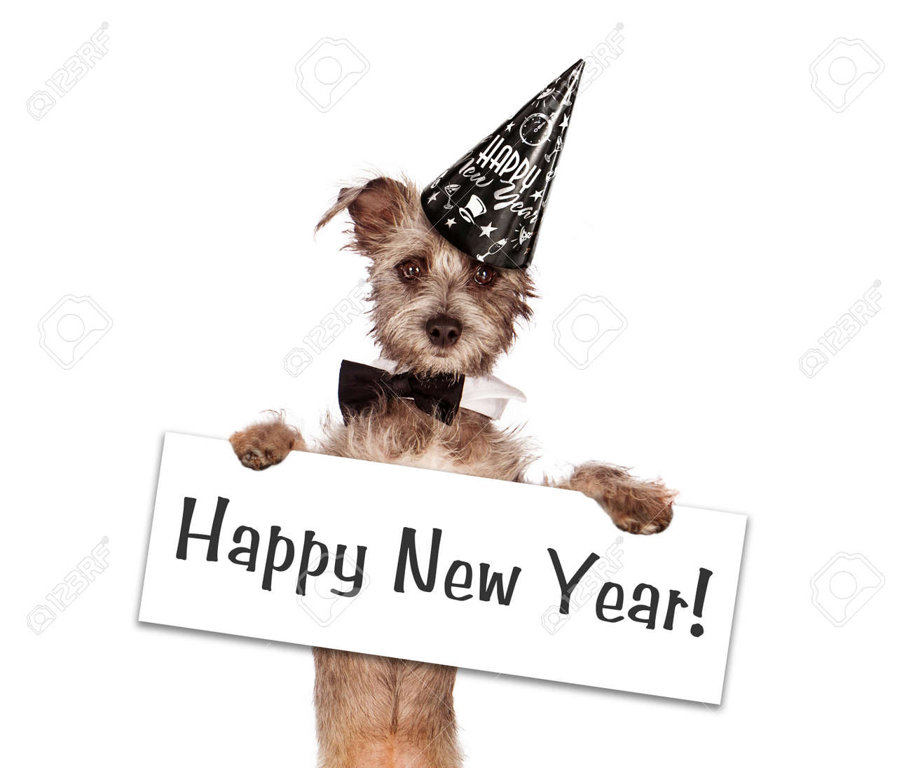 happy new year dog happy new year dog