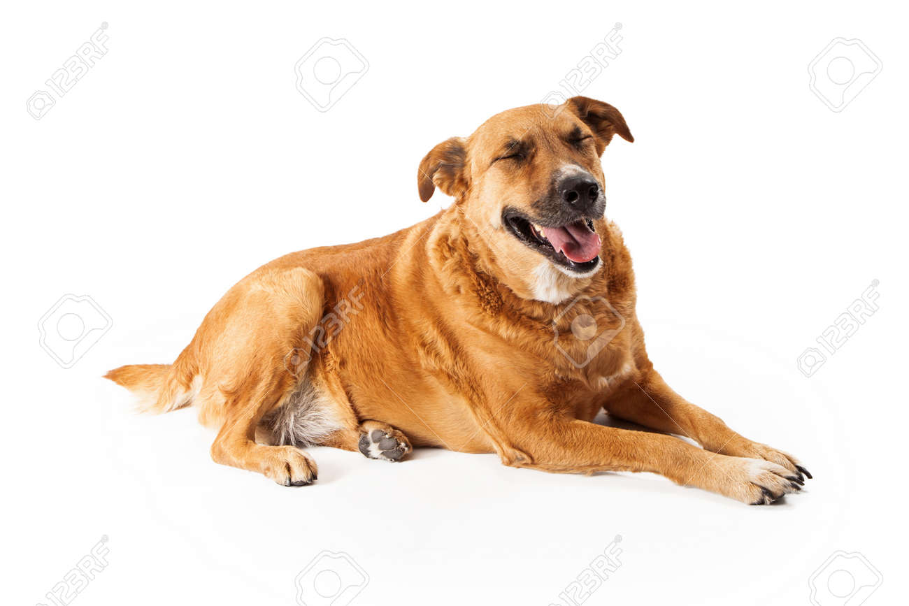 ゴールデン リトリーバー混合品種 Hiseyes 閉鎖で敷設の犬と彼の顔に式彼が笑っているような の写真素材 画像素材 Image ゴールデン リトリーバー混合品種 Hiseyes 閉鎖で敷設の犬と彼の顔に式彼が笑っているような の写真素材 画像素材 Image