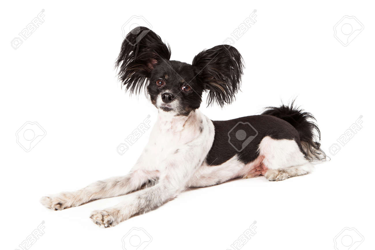 小さな若い黒と白パピヨン犬に敷設し カメラを見て完璧に手入れされた毛皮 の写真素材 画像素材 Image 小さな若い黒と白パピヨン犬に敷設し カメラを見て完璧に手入れされた毛皮 の写真素材 画像素材 Image
