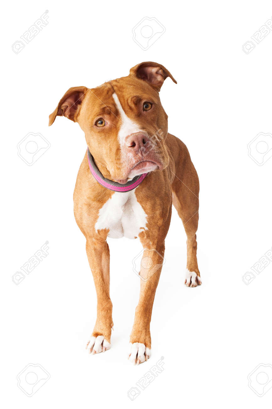 ピット ブル犬立っていると頭を持つカメラを見て傾斜 の写真素材 画像素材 Image