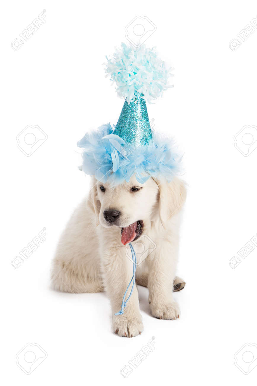puppy golden retriever with party hats on