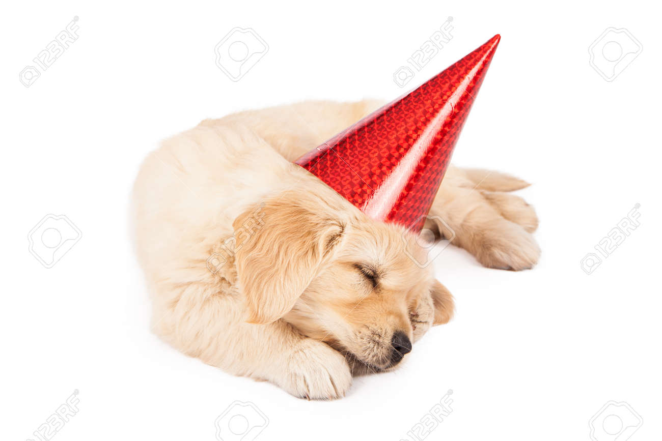 puppy golden retriever with party hats on