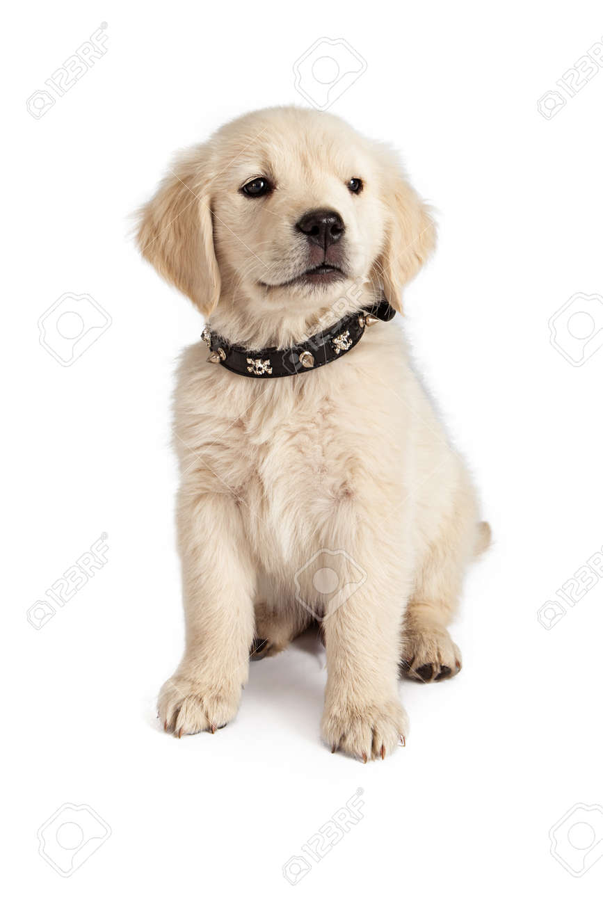 ゴールデン レトリーバー子犬どくろは 身に着けているスパイク黒革の首輪 の写真素材 画像素材 Image