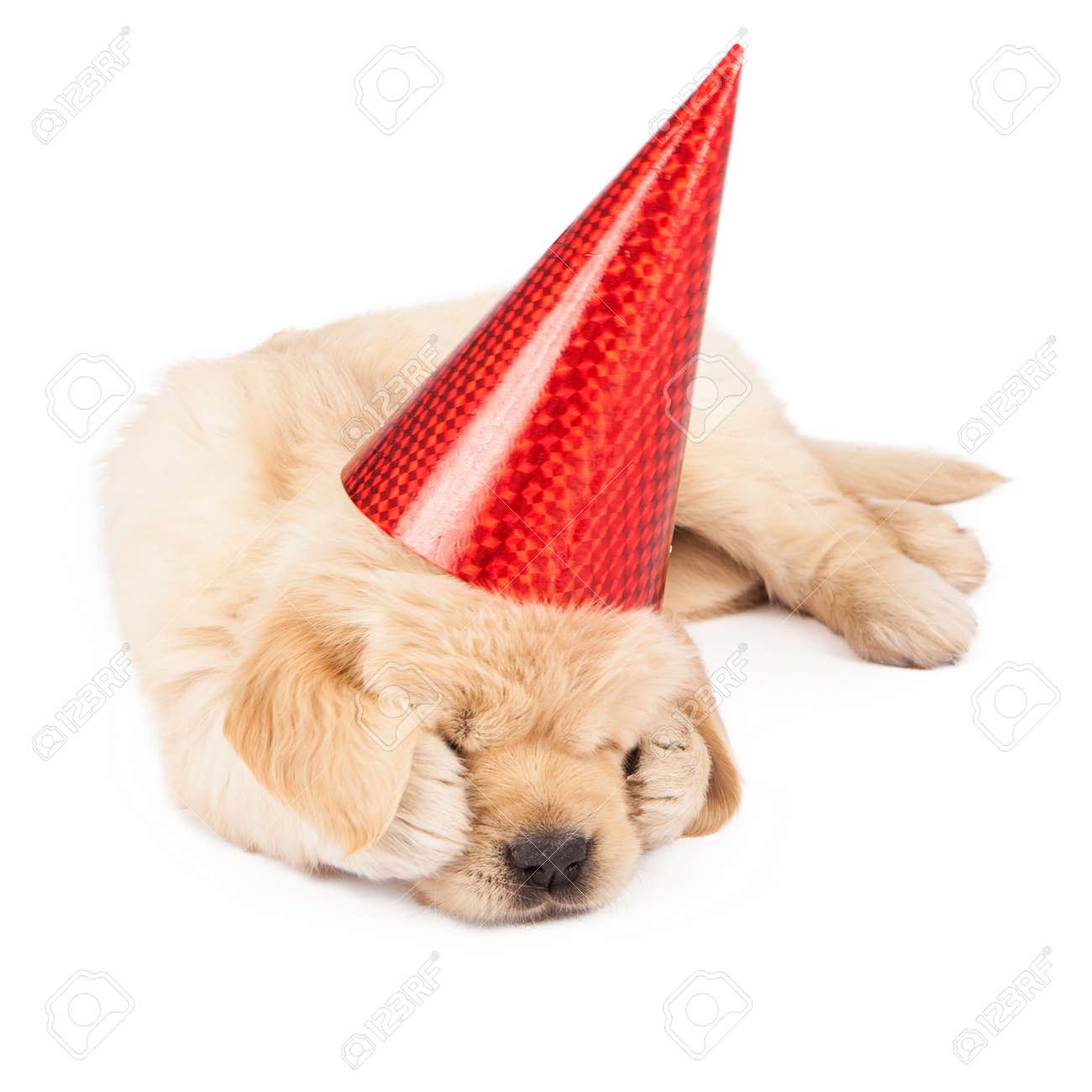 puppy golden retriever with party hats on