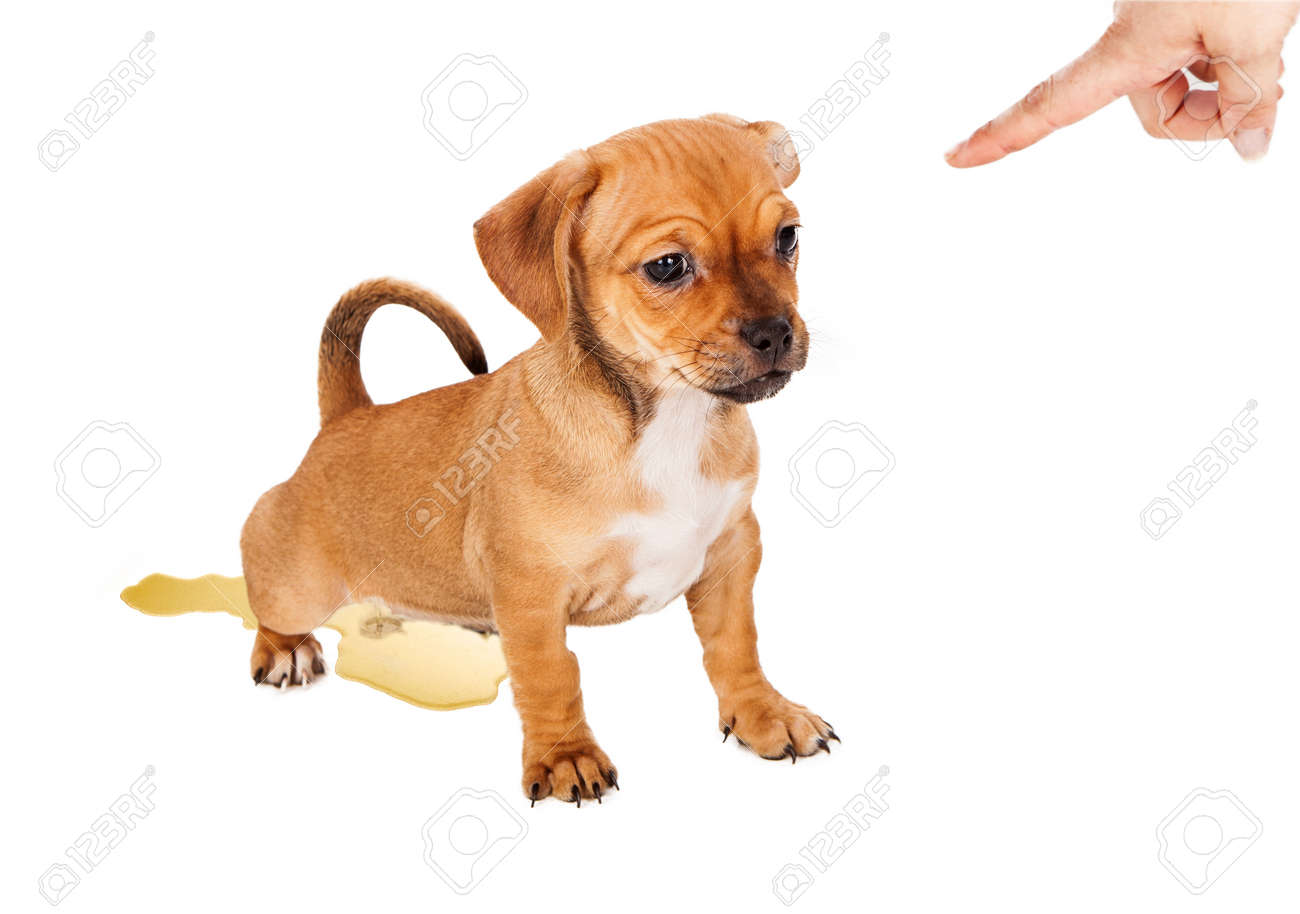 el cachorro no puede orinar