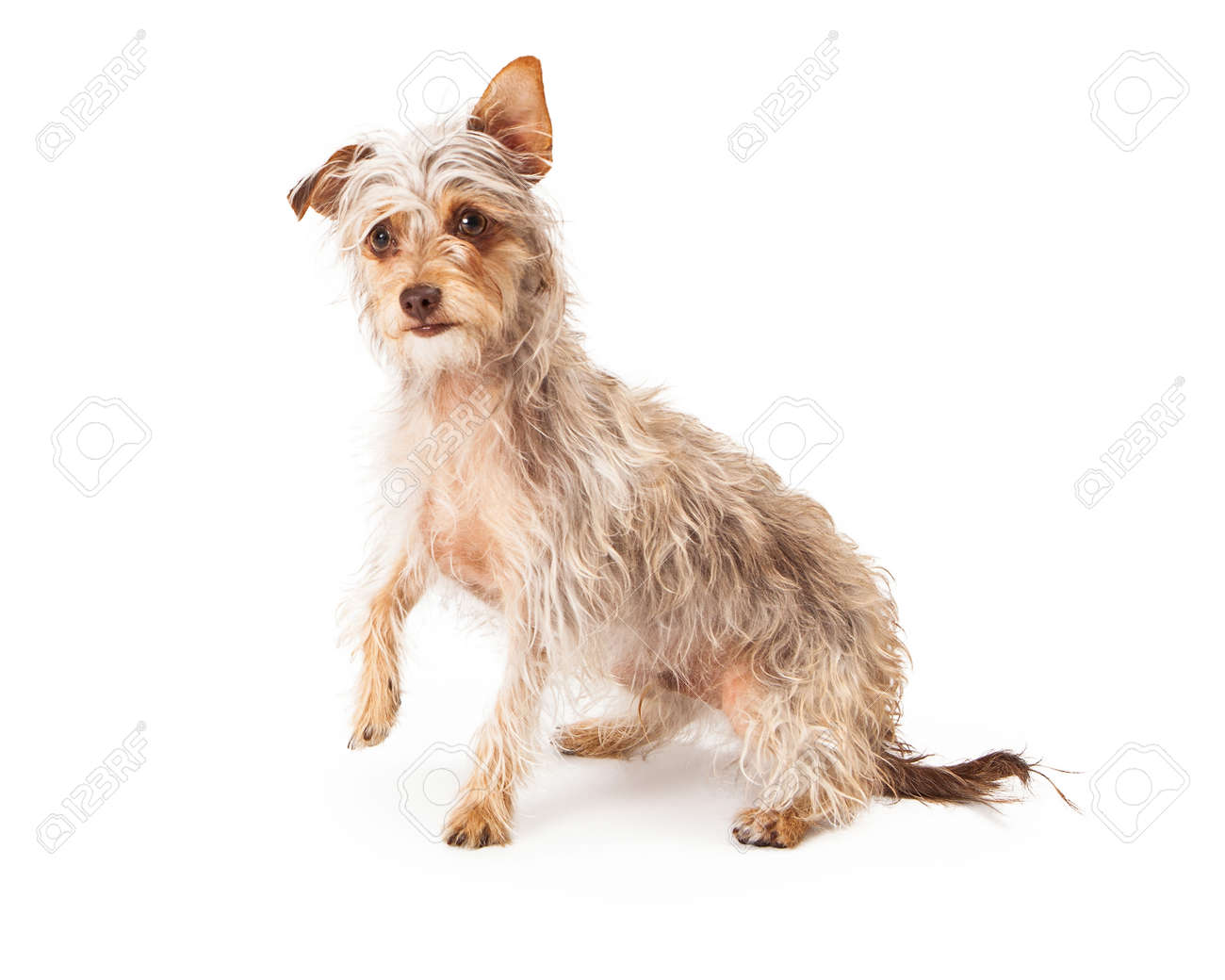 A Cute Long Wire-haired Terrier Mixed Breed Dog Against A White Backdrop  And Raising His Paw Up Stock Photo, Picture And Royalty Free Image. Image  27756192.