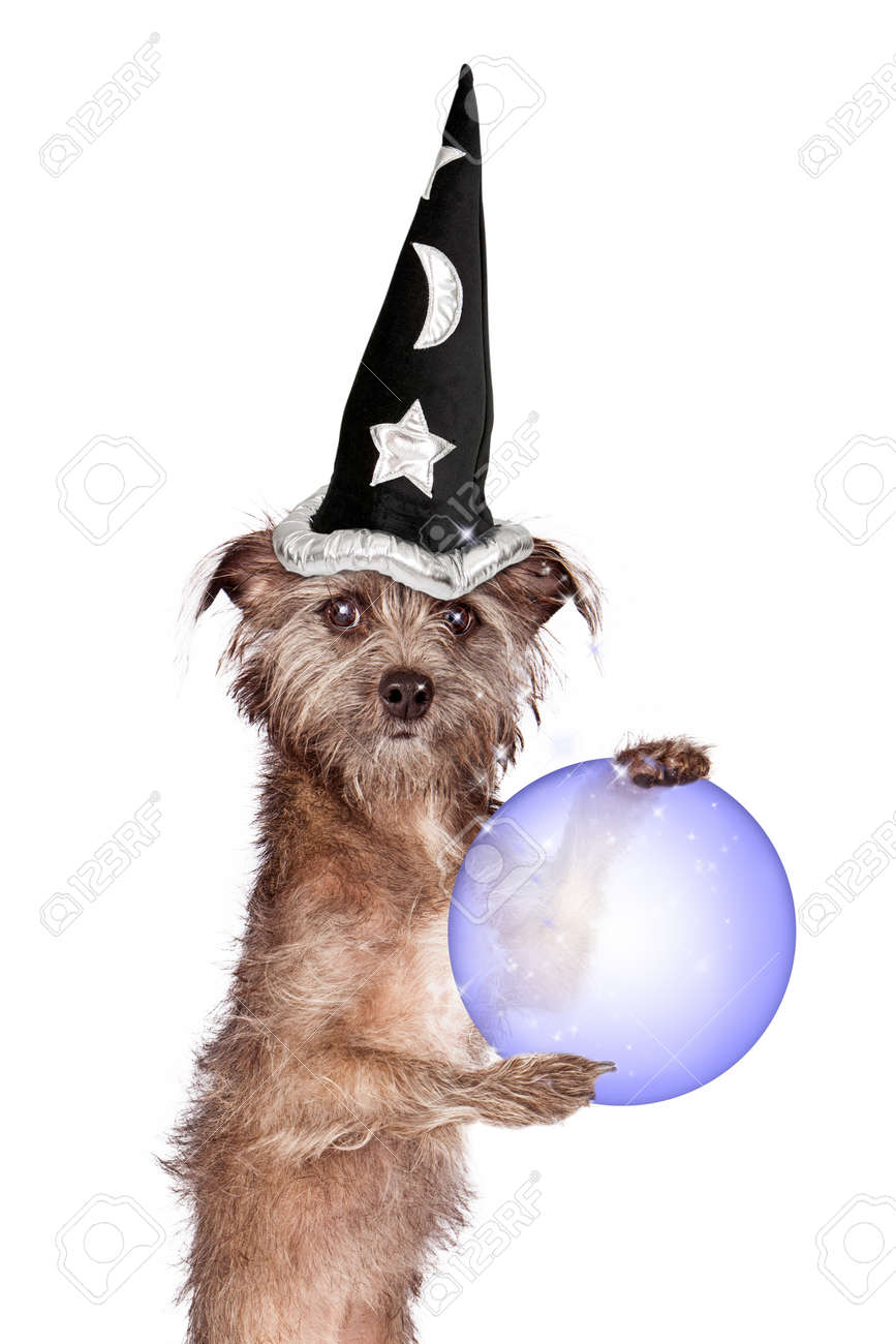 wizard hat for dog