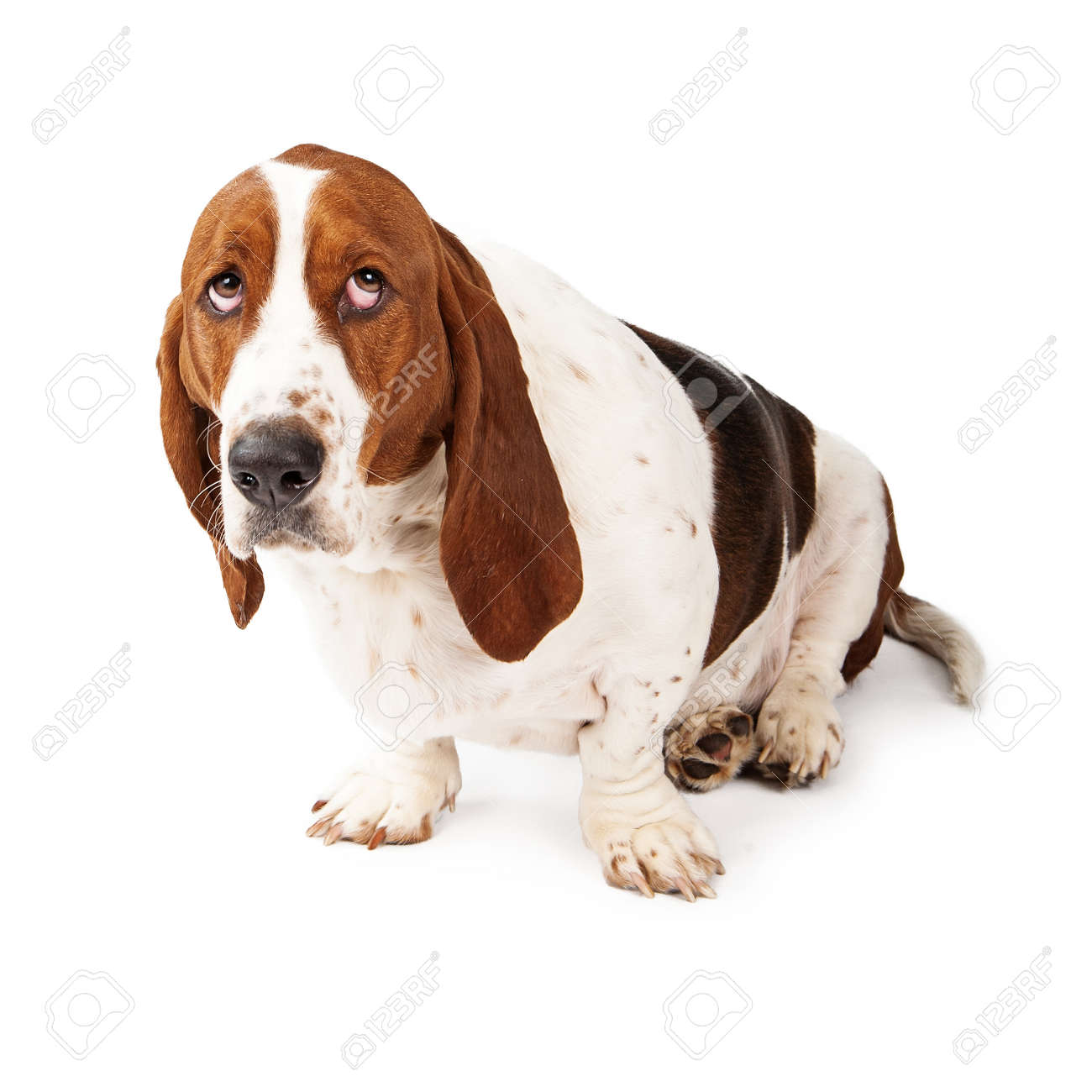 バセットハウンド犬は有罪な表情で見る の写真素材 画像素材 Image