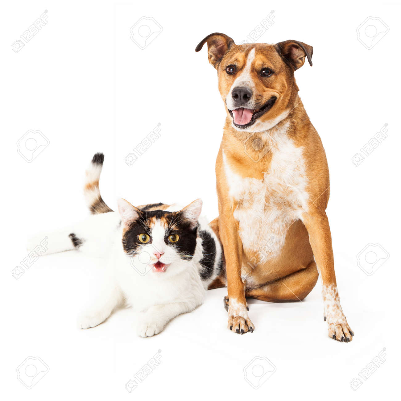 Happy And Smiling Mixed Breed Dog And Calico Cat Sitting Together Stock Photo Picture And Royalty Free Image Image
