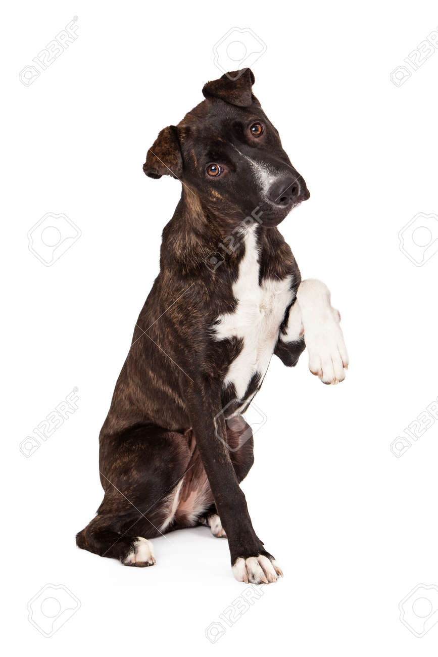 A Pretty Brindle Coated Mountain Cur Dog Sitting And Raising One Paw Up. Place Your Product Under Paw To Appear As She Is Holding It. Stock Photo, Picture And Royalty Free Image. A Pretty Brindle Coated Mountain Cur Dog Sitting And Raising One Paw Up. Place Your Product Under Paw To Appear As She Is Holding It. Stock Photo, Picture And Royalty Free Image.