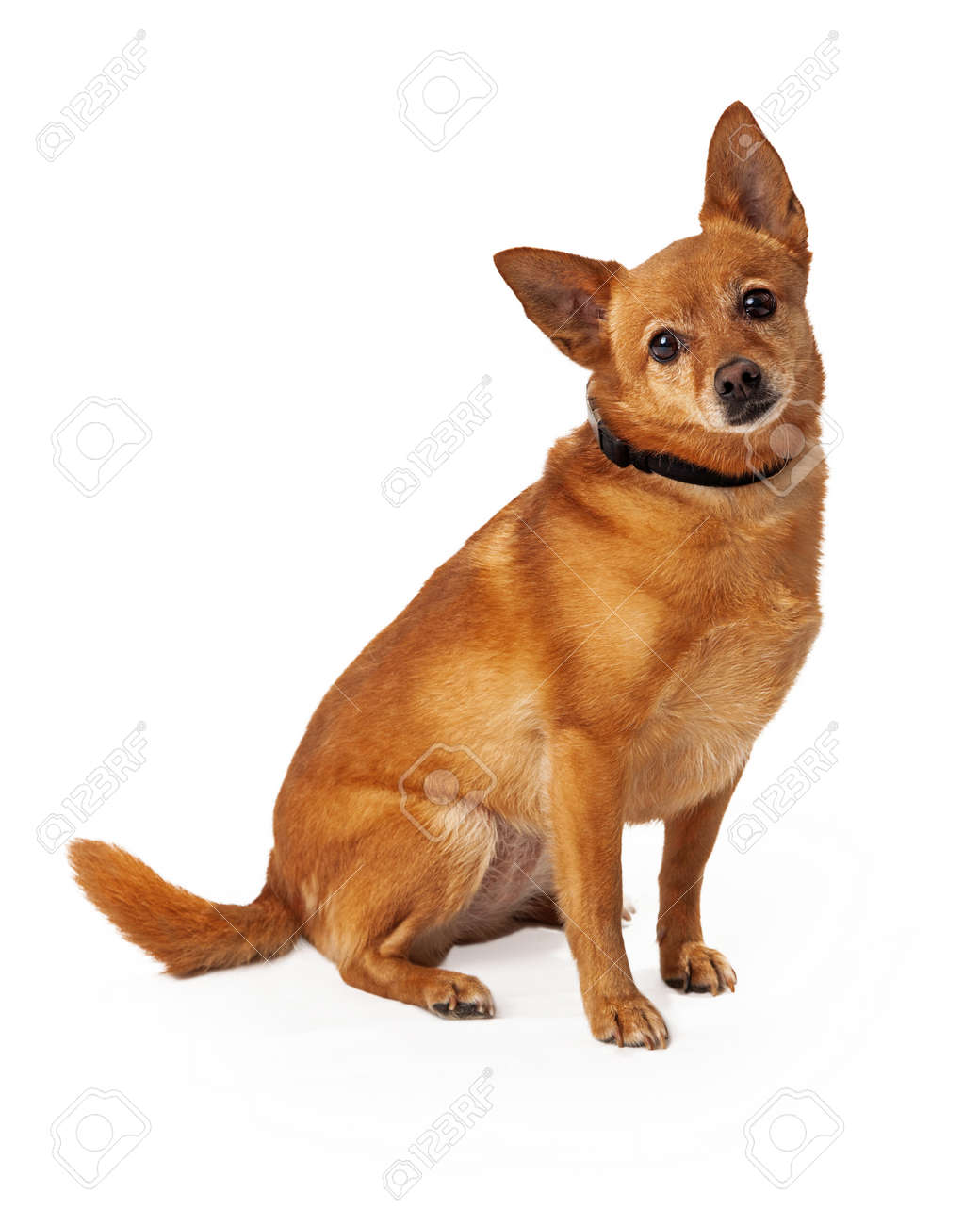 kong genius leo large