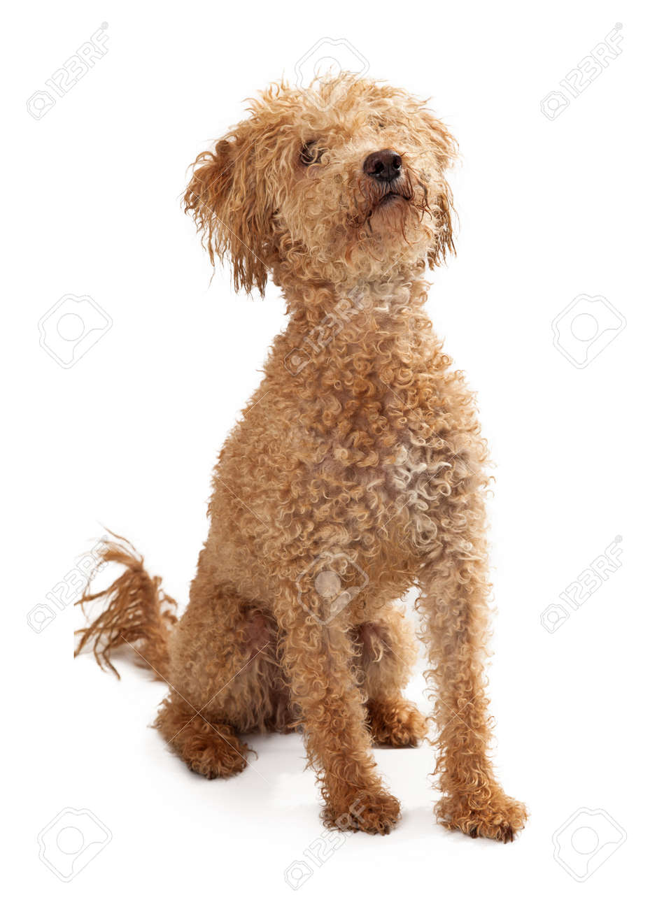 large poodle looking dog