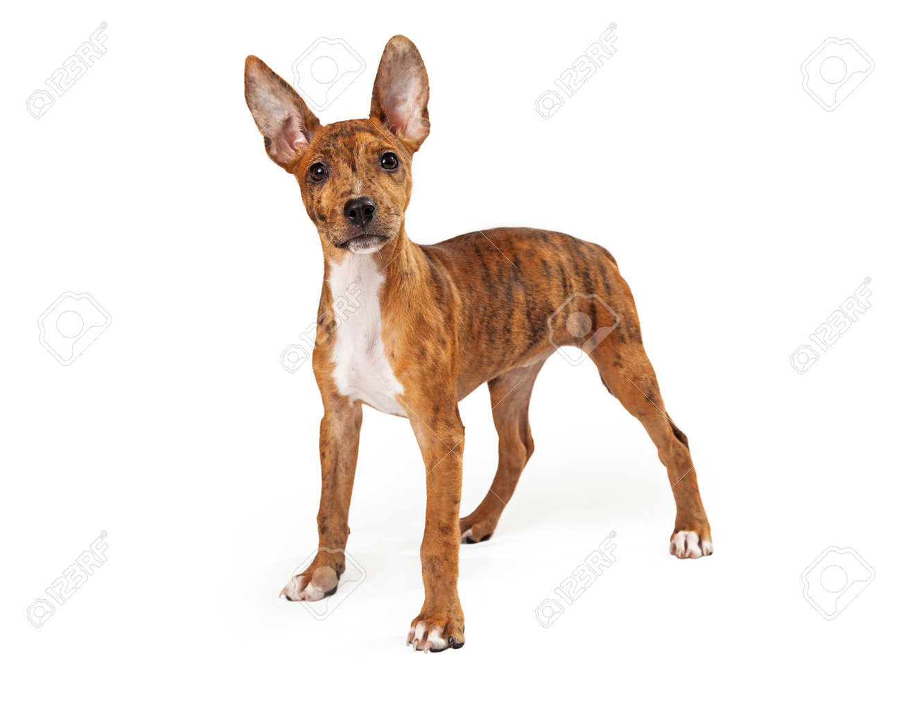 australian cattle dog and chihuahua mix