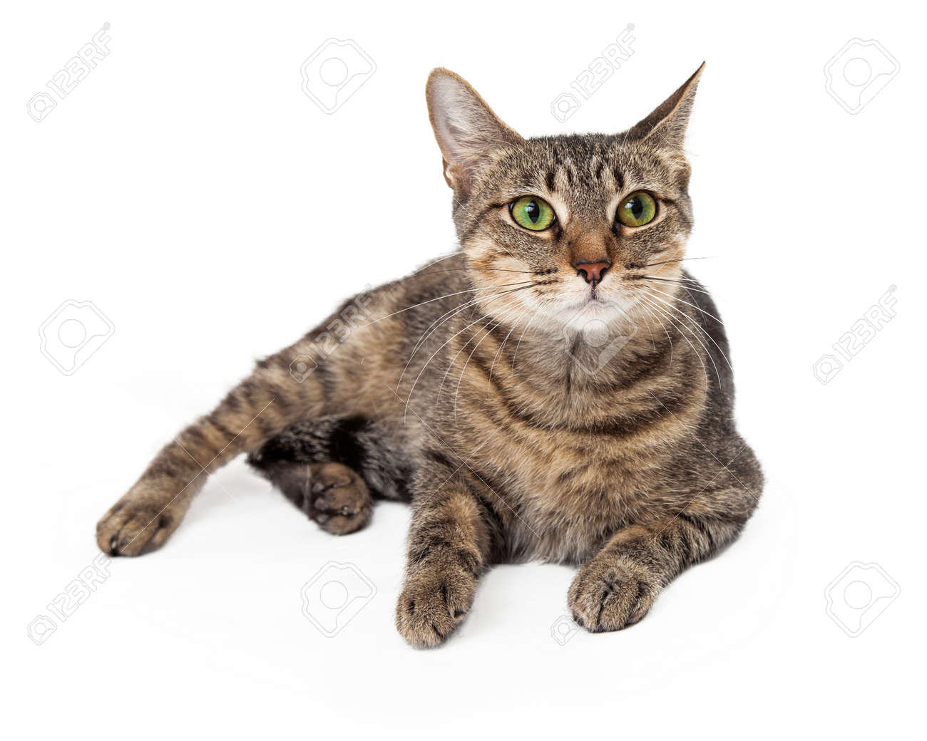 Tabby Vert Emeraude Chat Aux Yeux Pose Regardant Sur Le Cote Banque D Images Et Photos Libres De Droits Image
