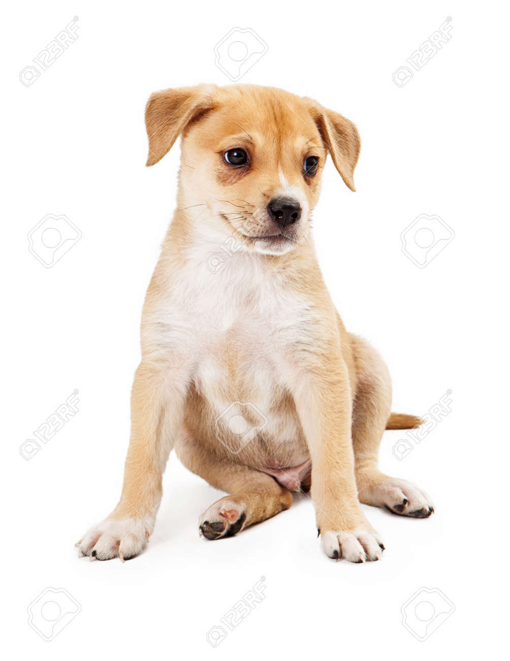 かわいいシェパードとラブラドール ミックス犬子犬犬お座りしてダウン の写真素材 画像素材 Image