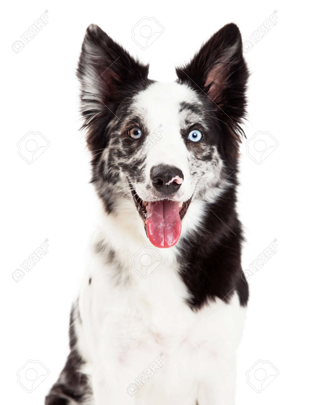 close up of a pretty border collie dog with spotted fur and blue
