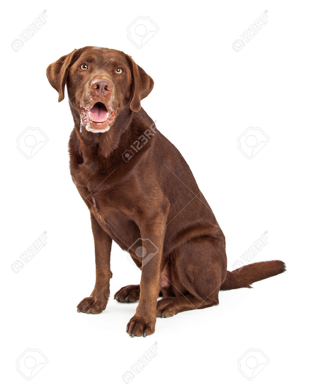 よだれを垂らすと彼の口から滴るよだれに座っているチョコレート ラブラドル レトリーバー犬犬 の写真素材 画像素材 Image よだれを垂らすと彼の口から滴るよだれに座っているチョコレート ラブラドル レトリーバー犬犬 の写真素材 画像素材 Image