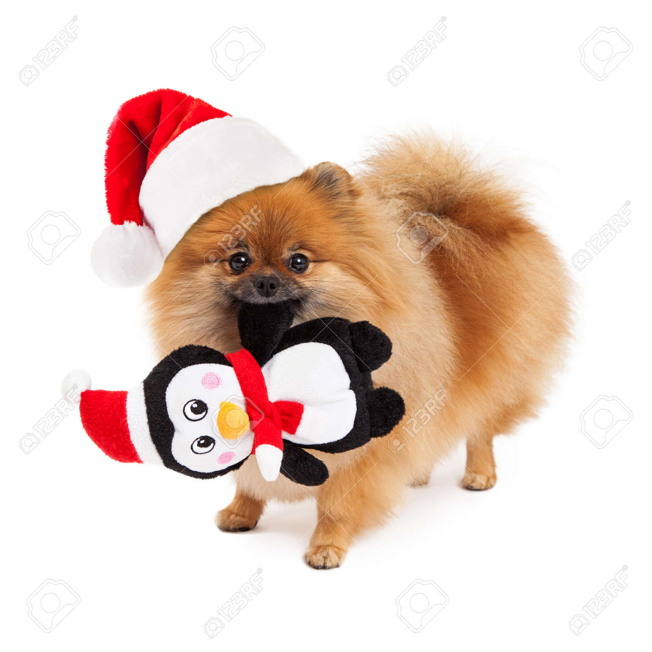 little stuffed penguin