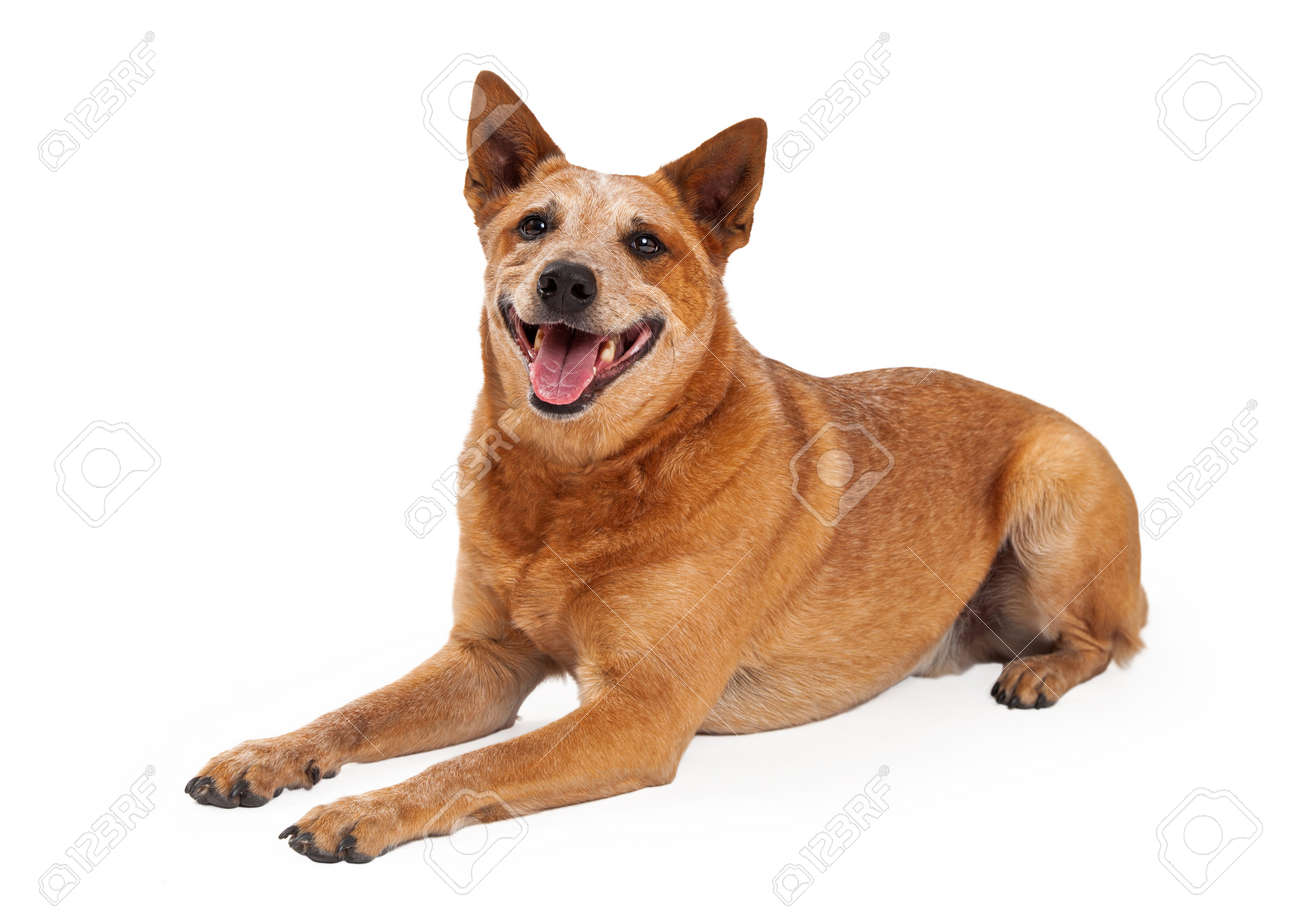 orange australian cattle dog