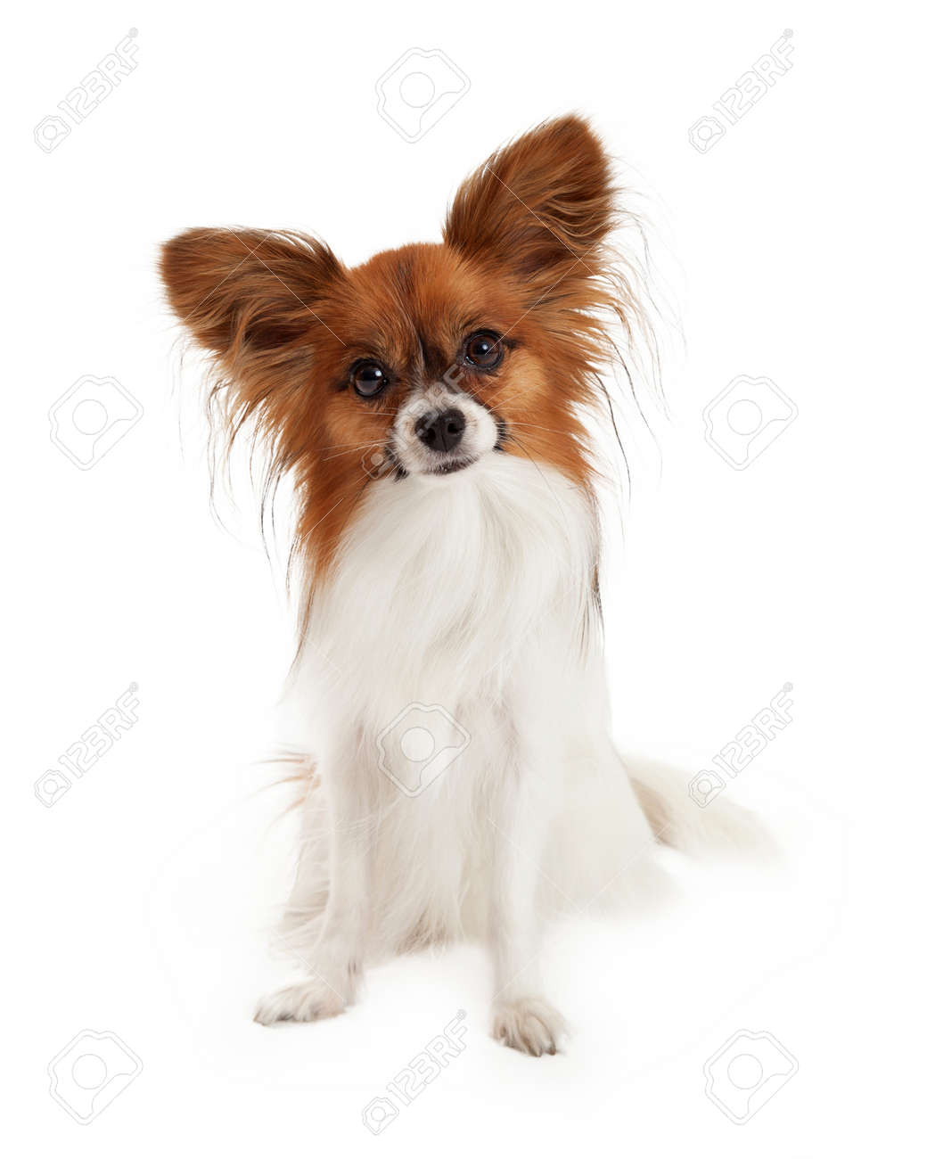 かなりクロテンと白の色のパピヨン犬の座っているとカメラを注意深く見て の写真素材 画像素材 Image かなりクロテンと白の色のパピヨン犬の座っているとカメラを注意深く見て の写真素材 画像素材 Image