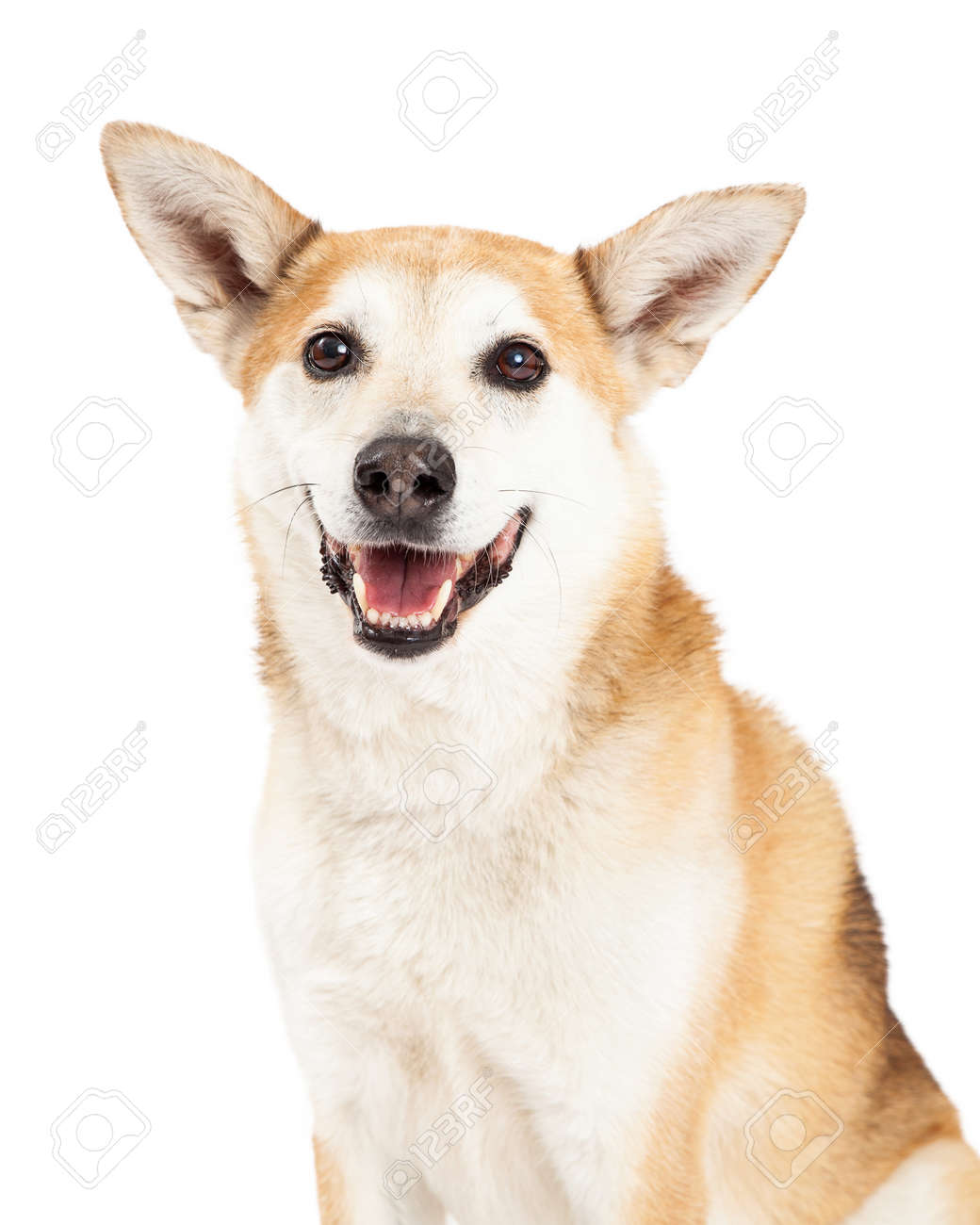A Head Shot Of A Smiling Australian Cattle And Shiba Inu Mix