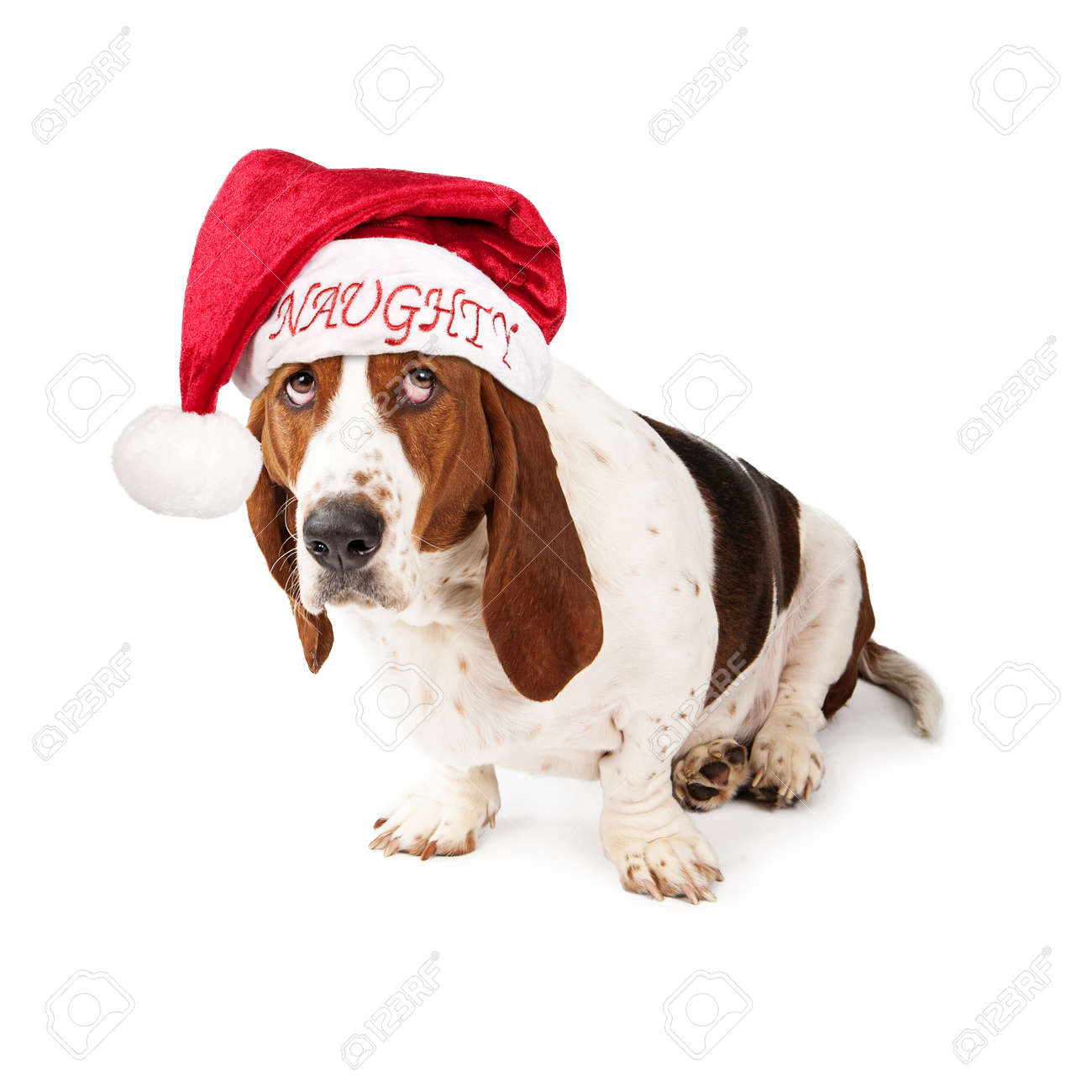 basset hound hat