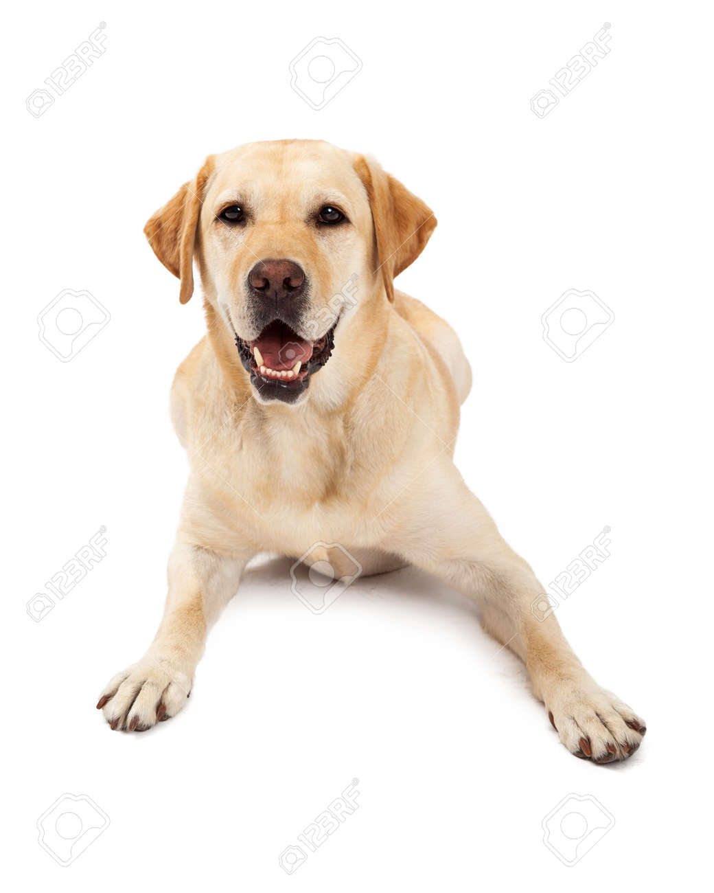 Cute Yellow Labrador Retriever Dog Laying With A Happy Expression On Her  Face Stock Photo, Picture and Royalty Free Image. Image 33124232., image size:1040x1300