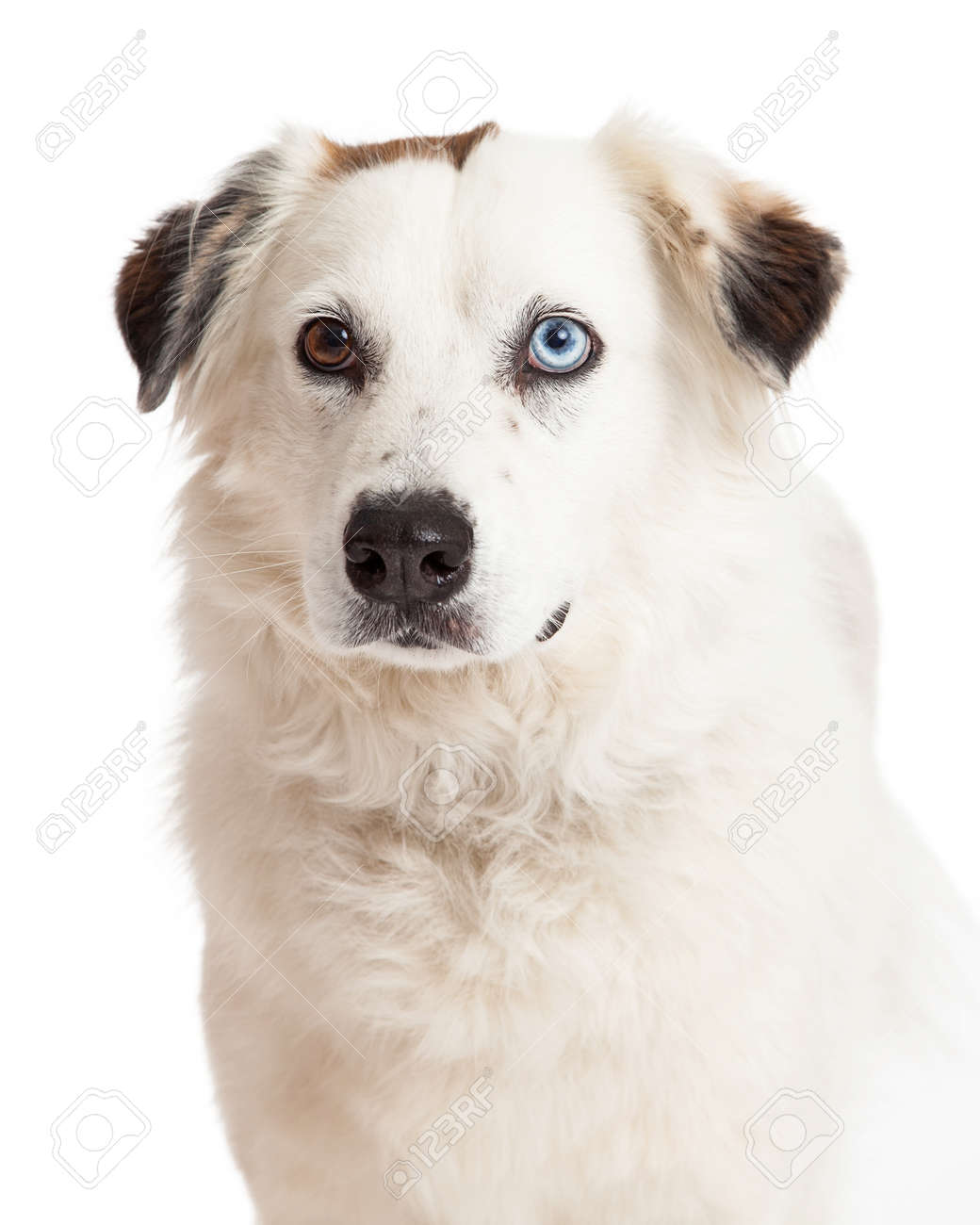 オーストラリアの羊飼いのミックスの犬の頭のショット 両方の目が別の色で表示されます の写真素材 画像素材 Image オーストラリアの羊飼いのミックスの犬の頭のショット 両方の目が別の色で表示されます の写真素材 画像素材 Image