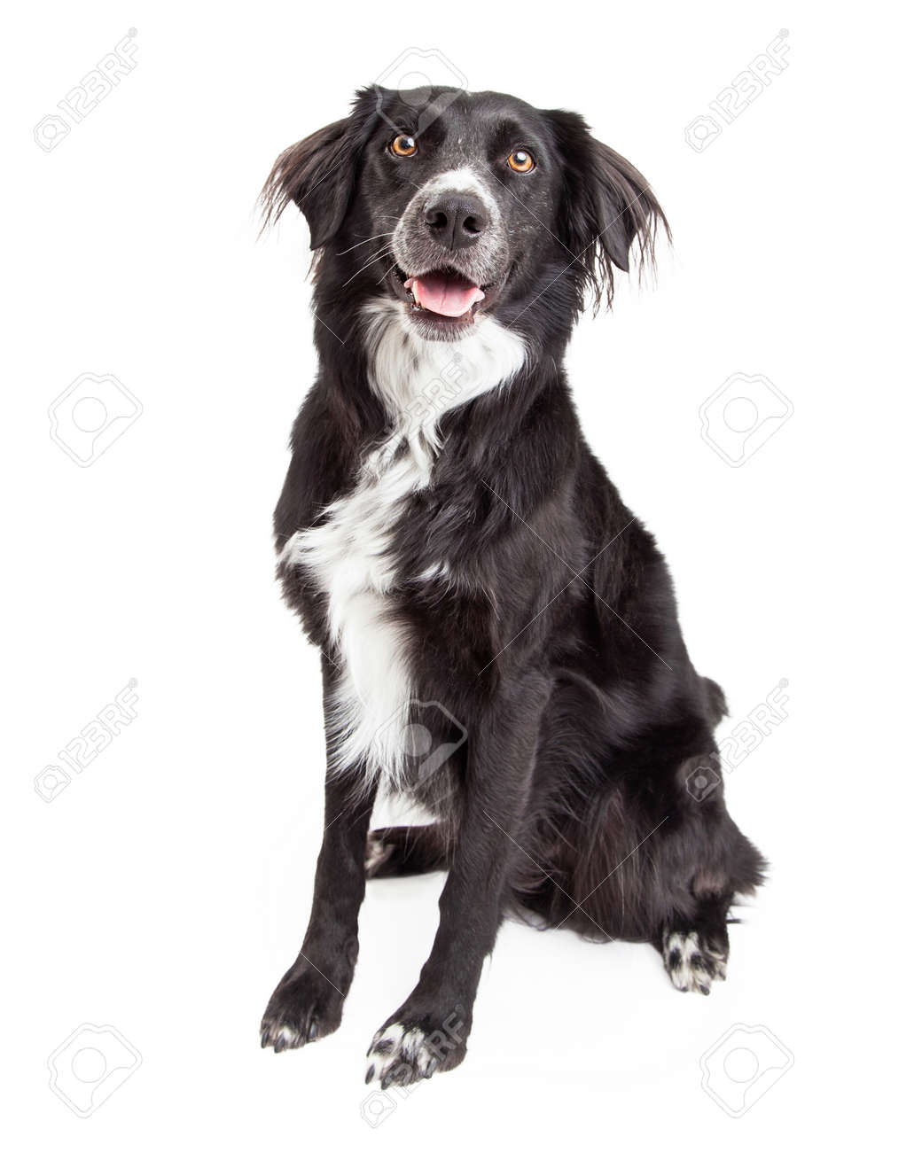 Une Belle Border Collie Mix Race De Chien Sourit à La Caméra Tout En Restant Assis