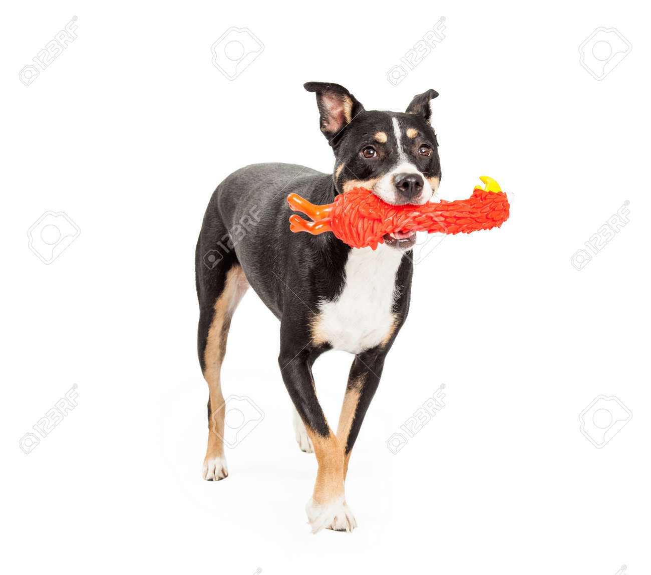 dog retrieving toys