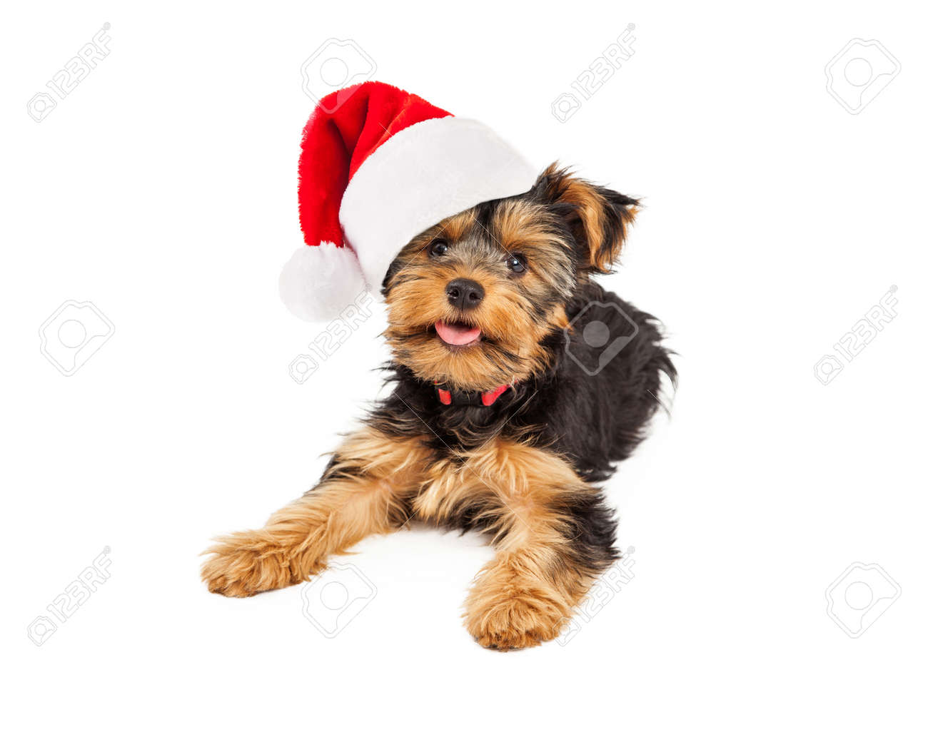 クリスマス サンタ帽子を着用しながら 幸せな式で敷設のかわいい小さなティーカップ ヨークシャー テリア犬 の写真素材 画像素材 Image クリスマス サンタ帽子を着用しながら 幸せな式で敷設のかわいい小さなティーカップ ヨークシャー テリア犬 の写真素材 画像素材 Image
