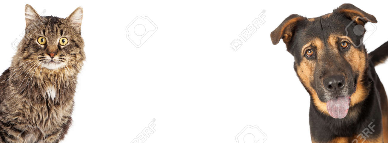 Une Race Berger Chien Et Chat Tigré Mixte Sortant Des Côtés Dune Image Dimensionnée Pour Un Calendrier Espace Réservé De Médias Sociaux