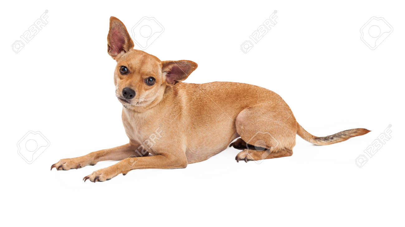 an attentive chihuahua mix breed dog laying while looking forward