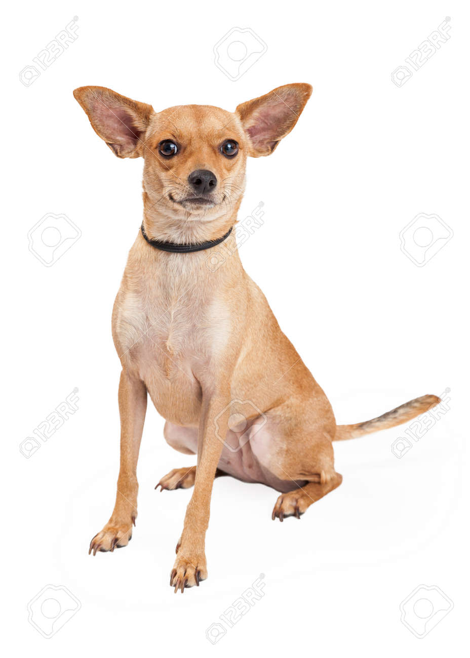 all chihuahua mix breeds