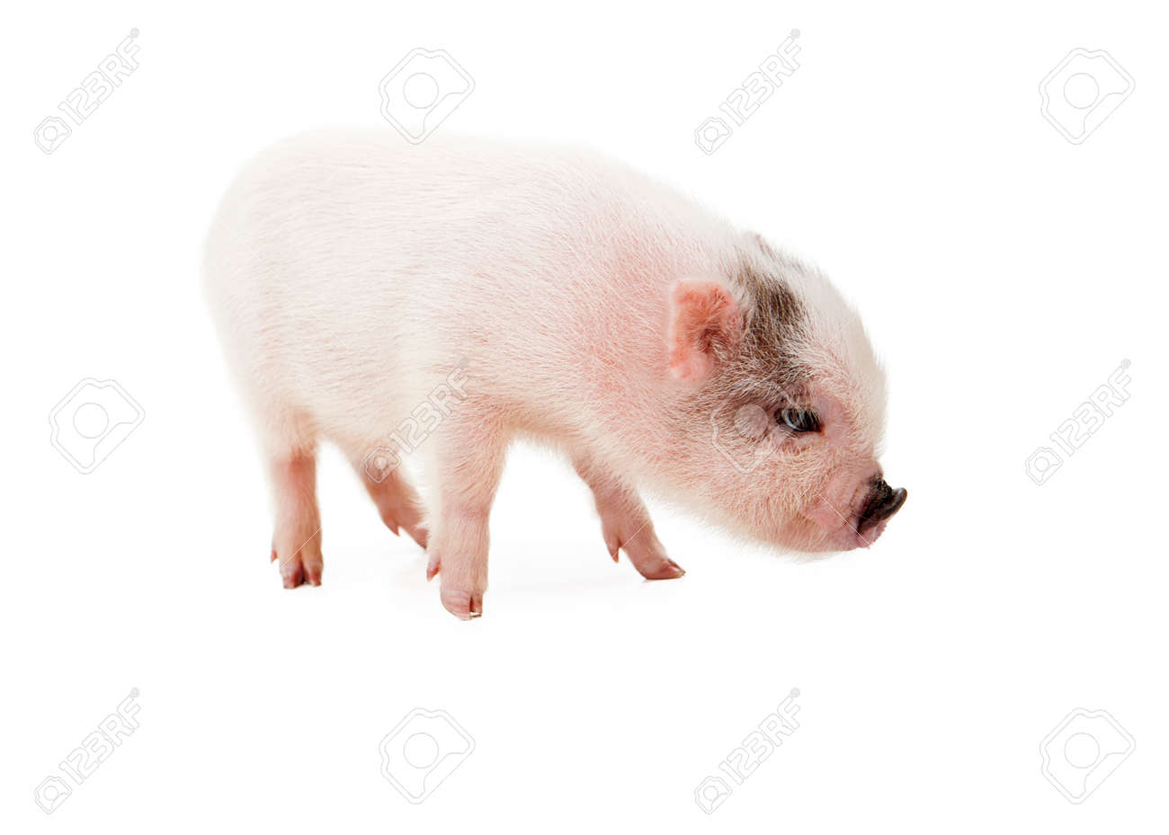 Une Vue De Profil D Un Petit Cochon Rose Mignon Isole Sur Un Fond Blanc Banque D Images Et Photos Libres De Droits Image