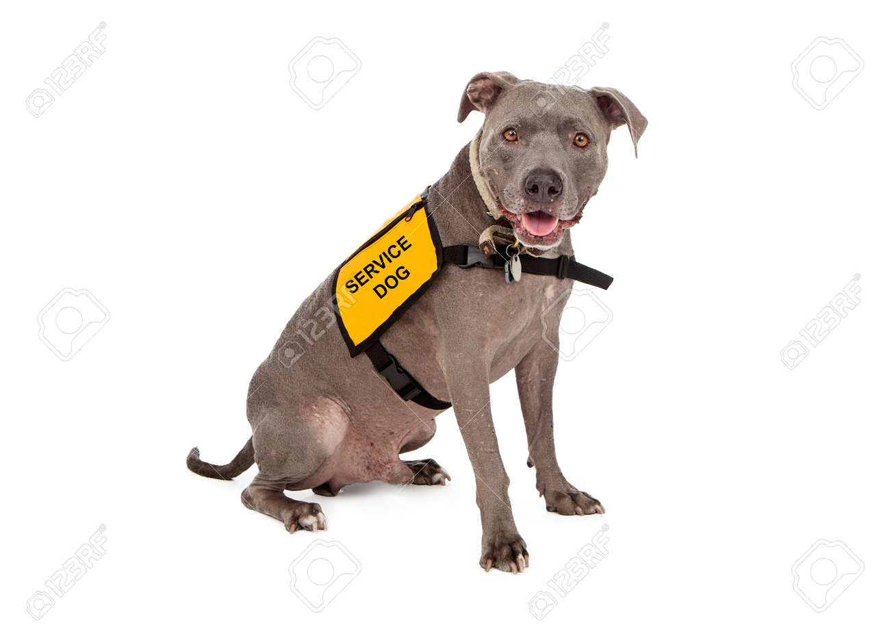 yellow service dog vest