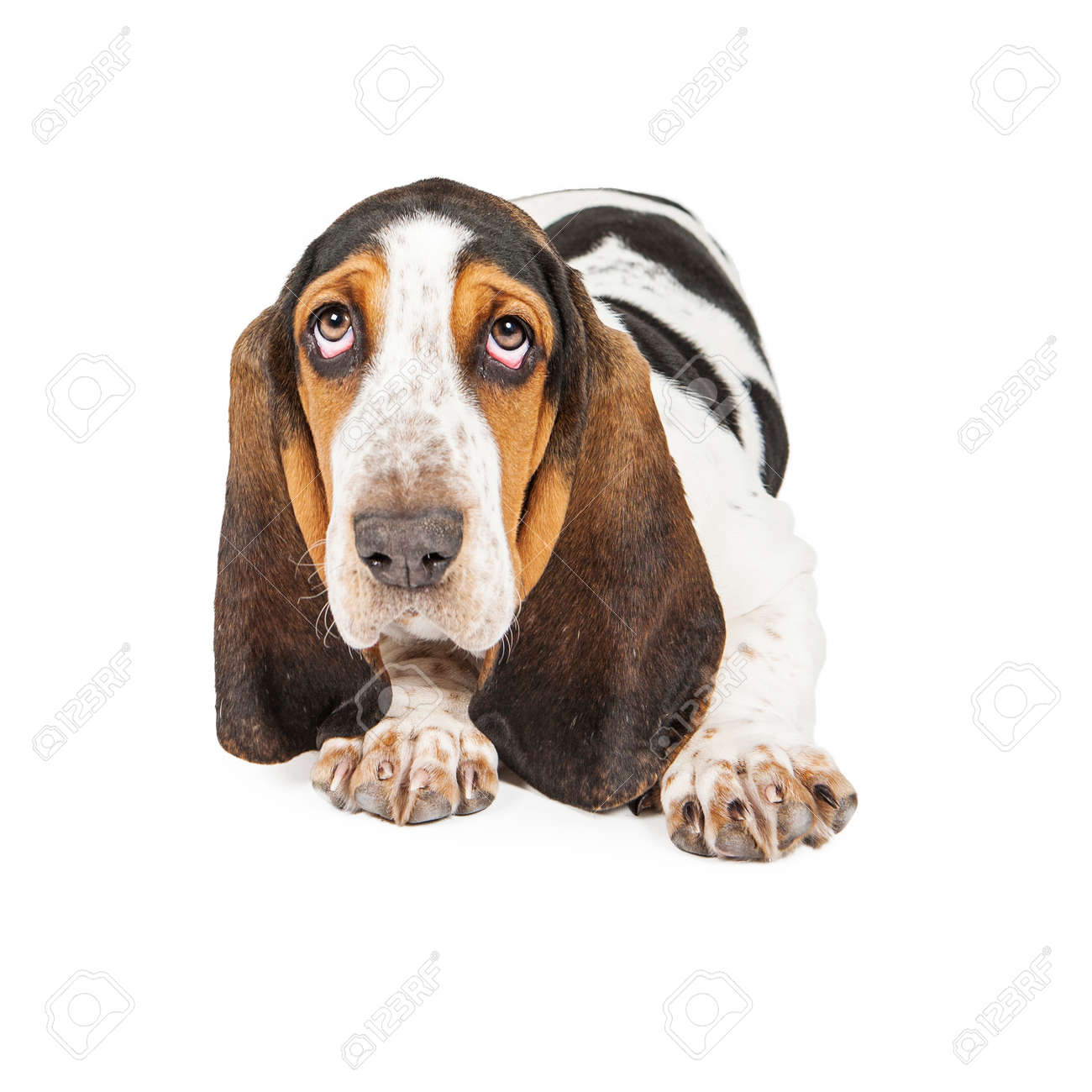 かわいい若いバセットハウンド子犬犬敷設やカメラに楽しみ