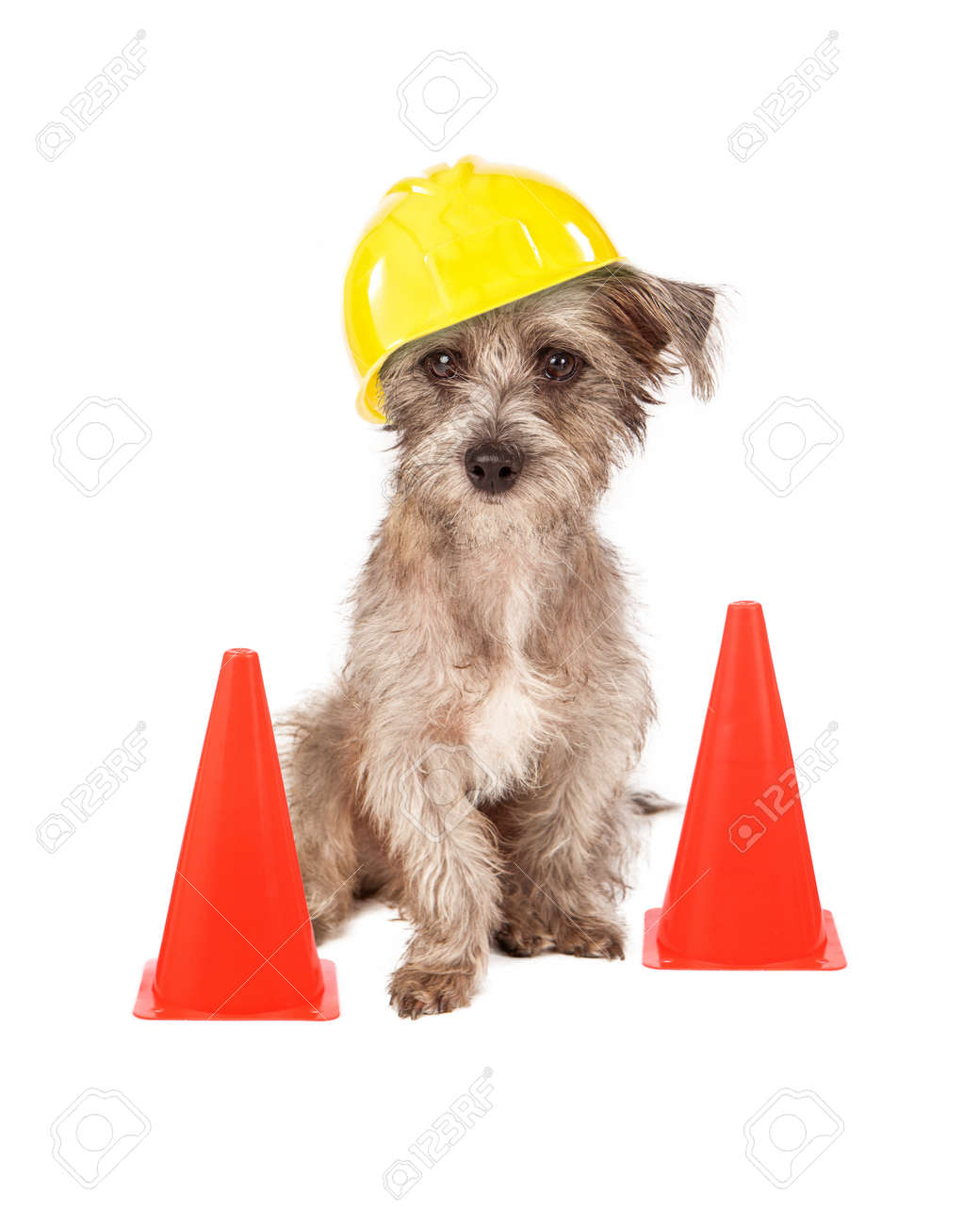 dog hard hat