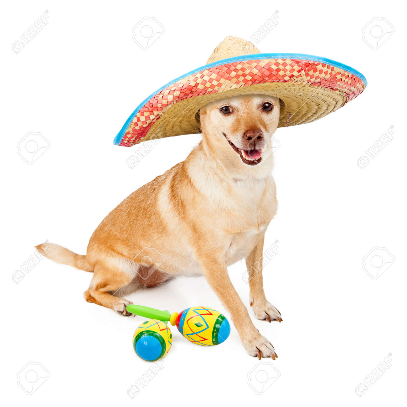 dog with mexican hat