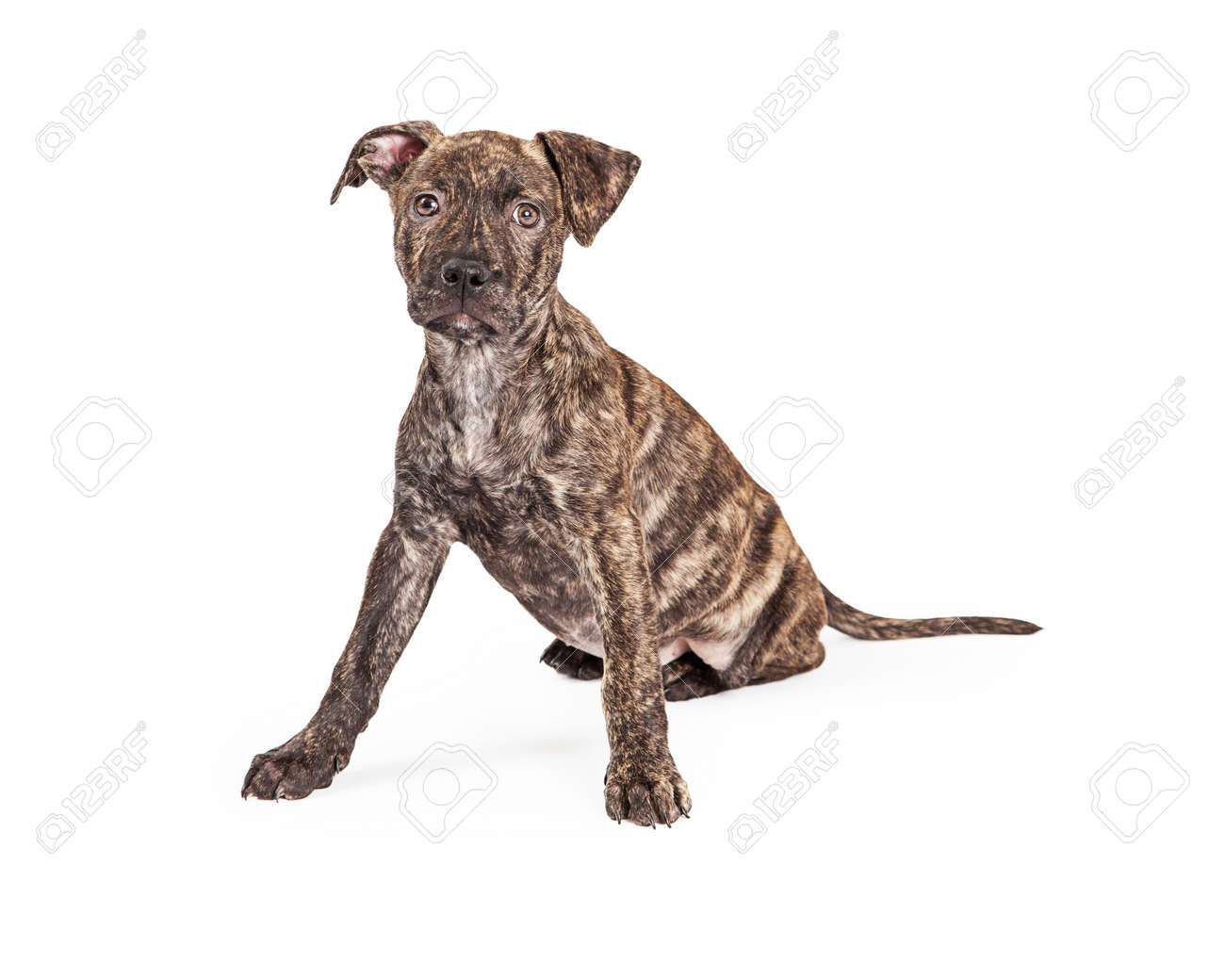 A Cute Little Brindle Coat Four Month Old Puppy Dog Sitting With Front Legs Wide Apart While Looking At The Camera Stock Photo Picture And Royalty Free Image Image 36915880