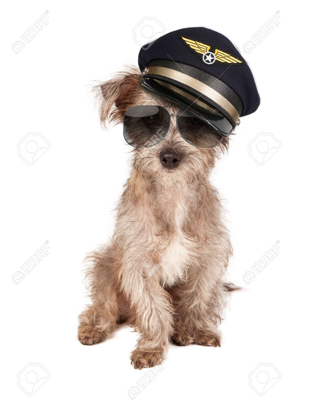 dog pilot hat